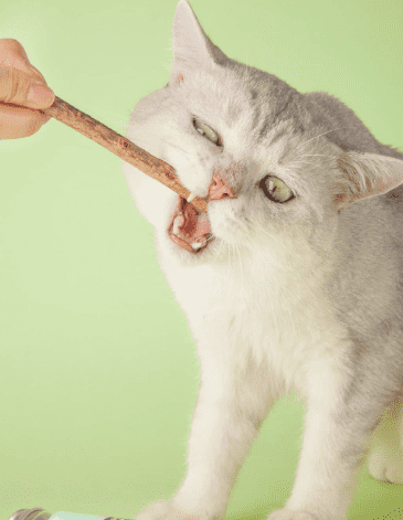 Палочки для чистки зубов домашних животных Xiaomi Alfie Buddy Pet Cats Wooden Rafts 8 Sticks - 3